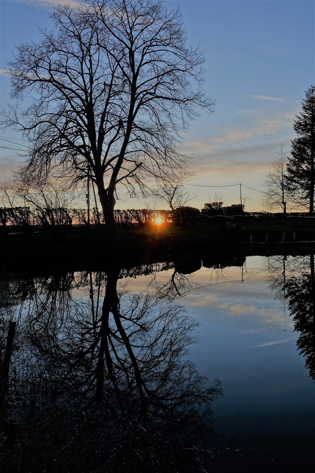 Arbre se reflétant dans un étang au coucher du soleil